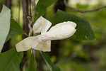 Umbrella tree